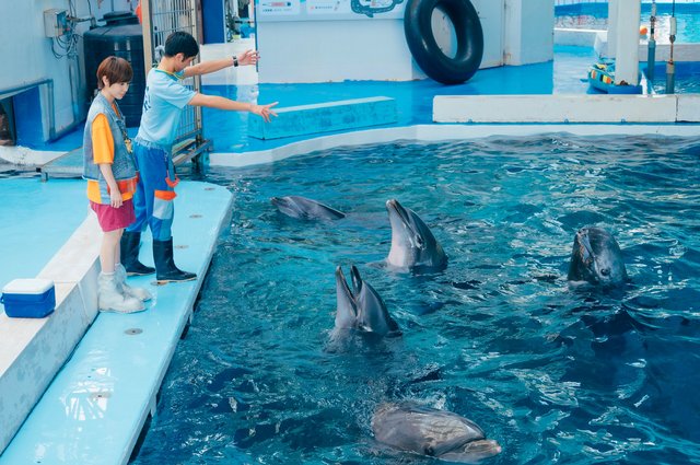 花蓮海洋公園 海豚照護員示範 海豚日常互動與照護